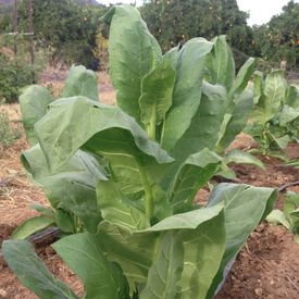 Shirazi, Tobacco Seed